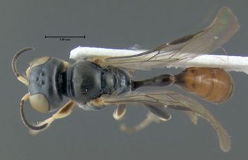 Media type: image;   Entomology 602991 Aspect: habitus dorsal view